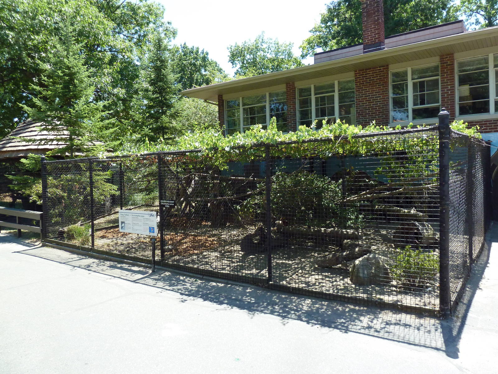 Golden Pheasant + King Vulture Exhibits
