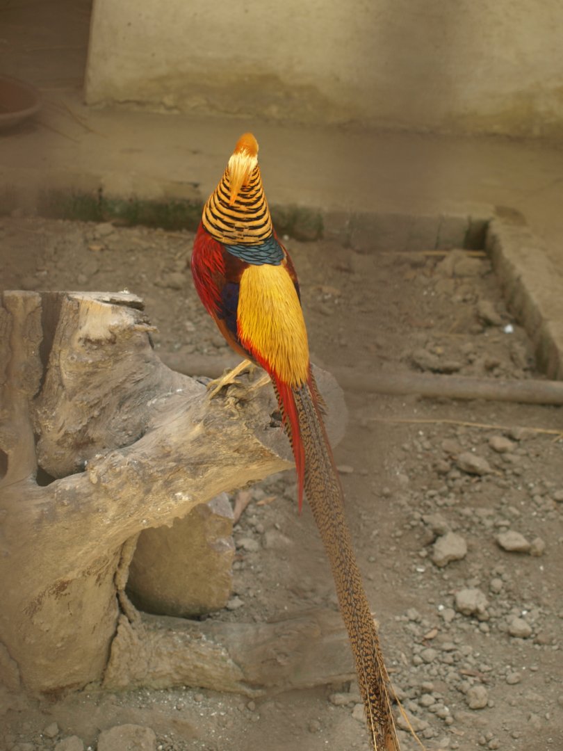 Golden pheasant - Lahore zoo 8/4/2017