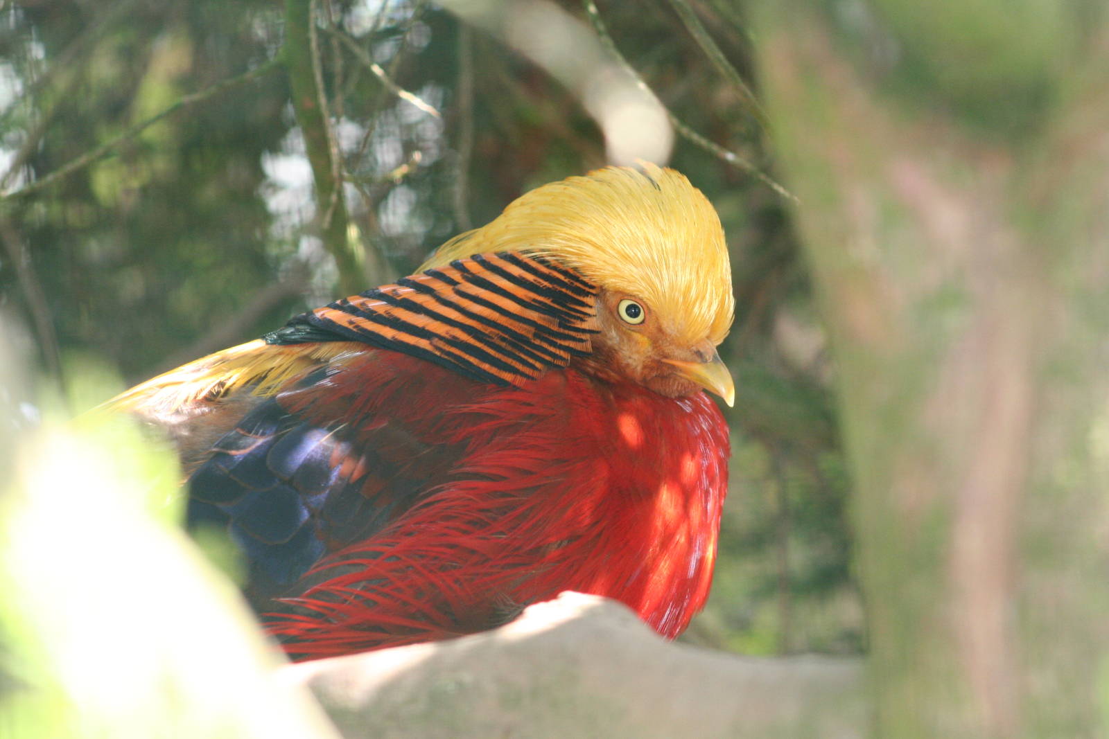 Golden Pheasant @ Lake District Wildlife Park; 31.05.2014