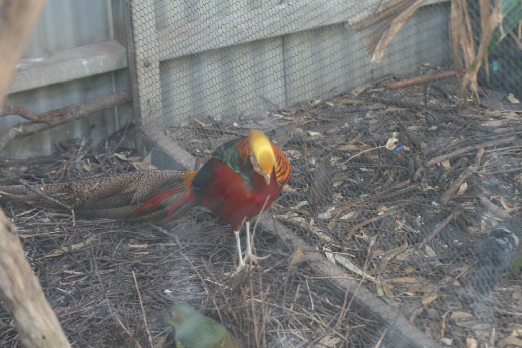 Golden Pheasant male