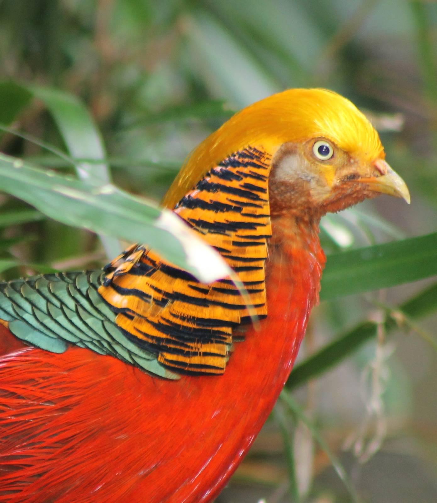 golden pheasant male