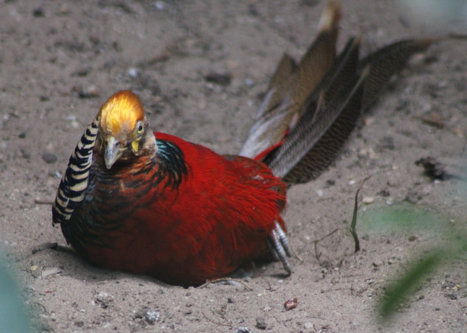 Golden pheasant - male