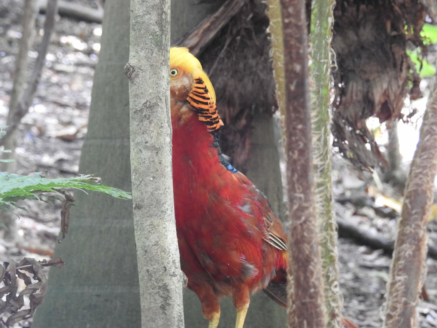 Golden Pheasant (male)