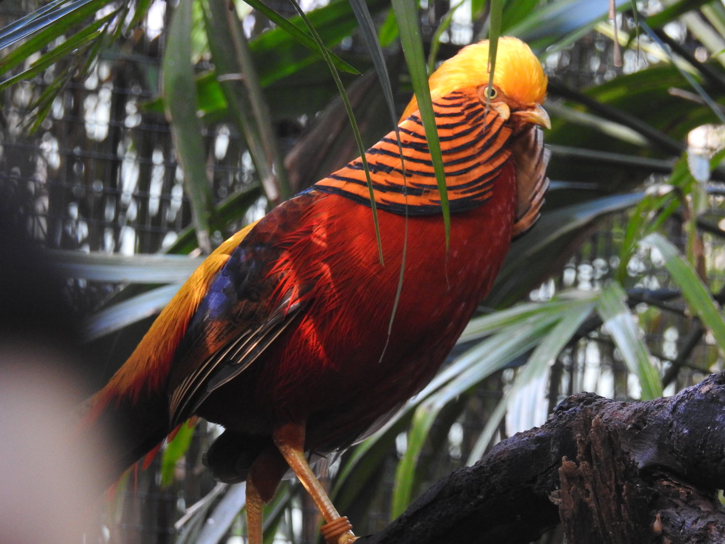 Golden Pheasant (male)