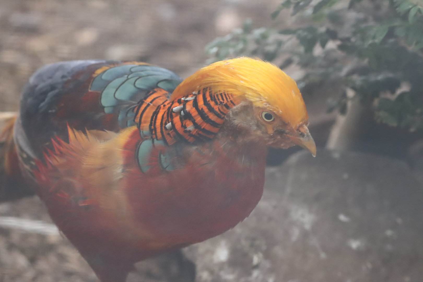 Golden Pheasant, male