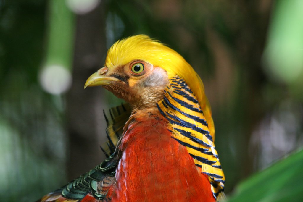 Golden Pheasant male