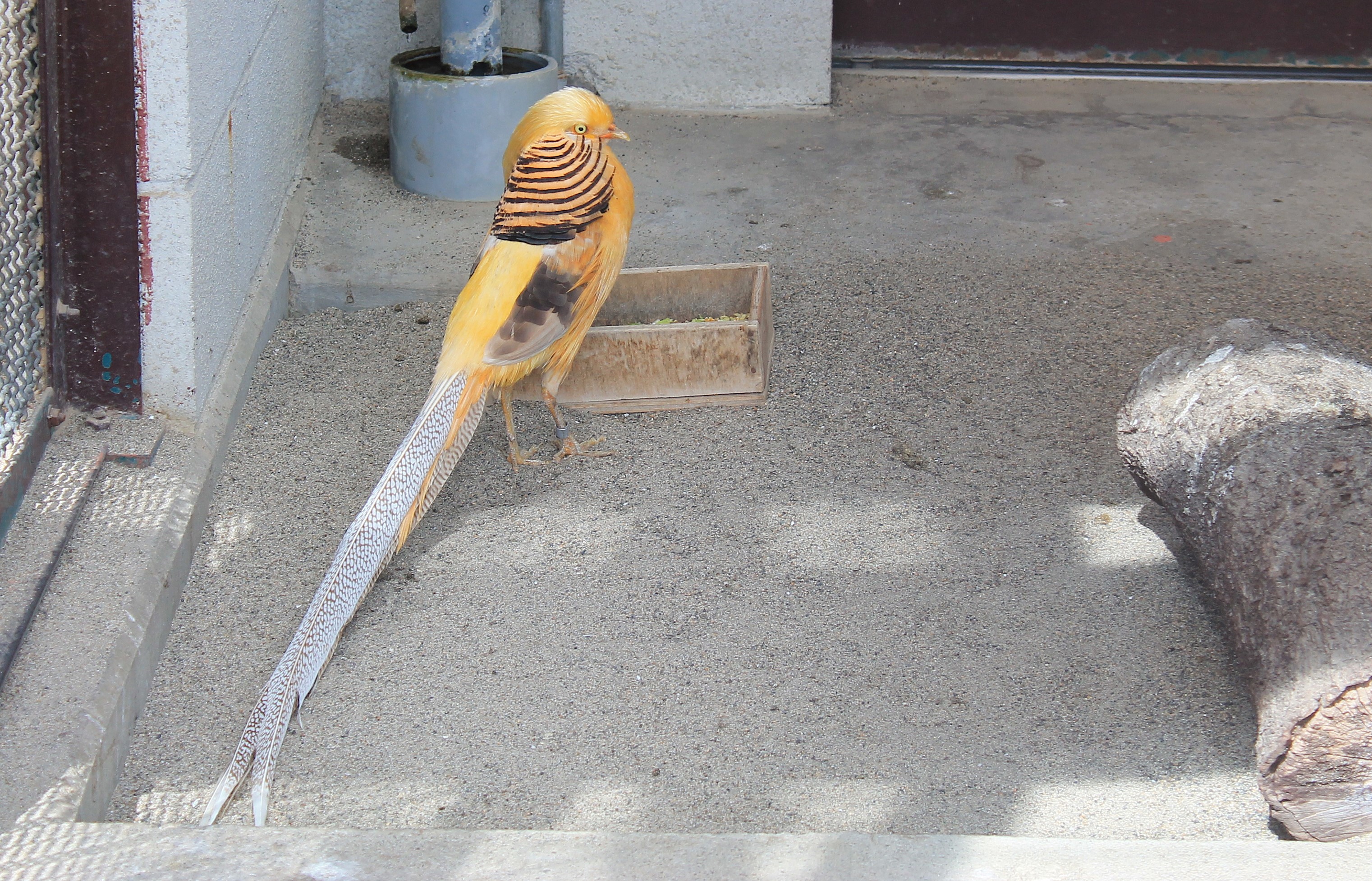 Golden Pheasant mutation, Joyama Zoo