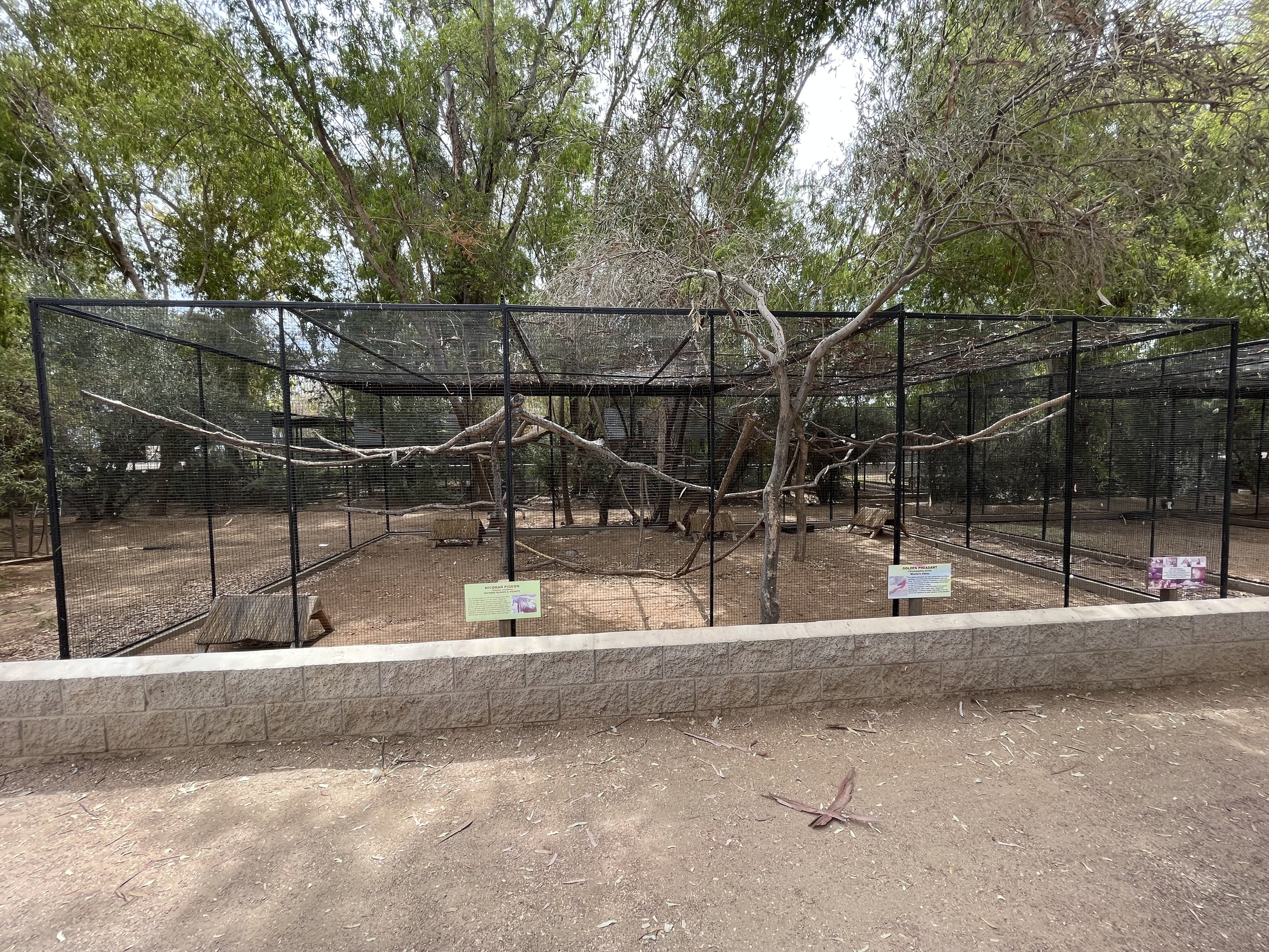 Golden Pheasant + Nicobar Pigeon Aviary