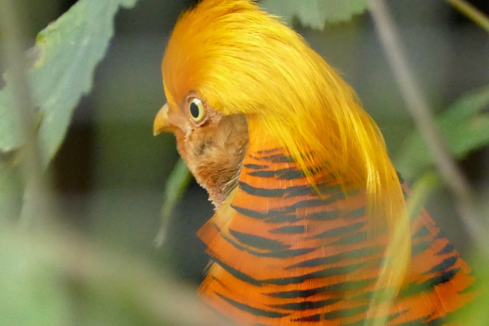 Golden Pheasant, October 2022