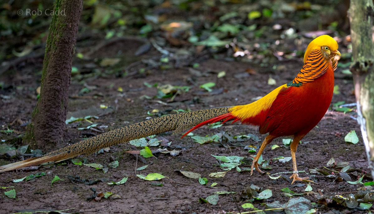 Golden pheasant : Paignton : 17 Oct 2016