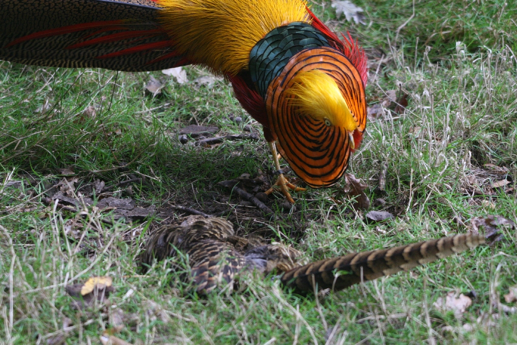 Golden Pheasant Pair #1