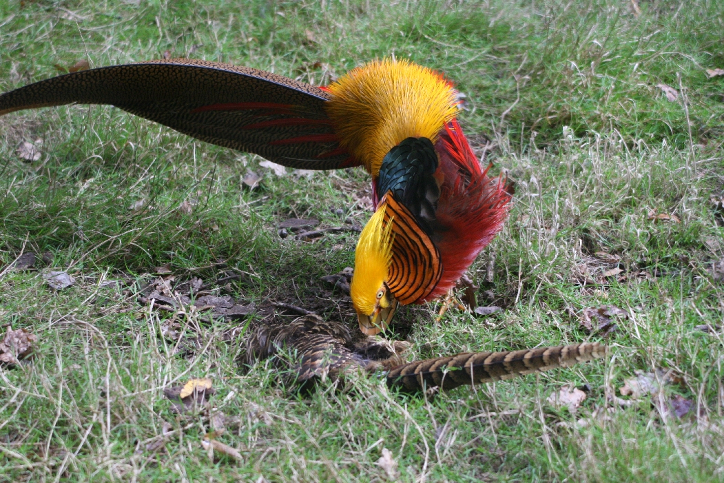 Golden Pheasant Pair #2