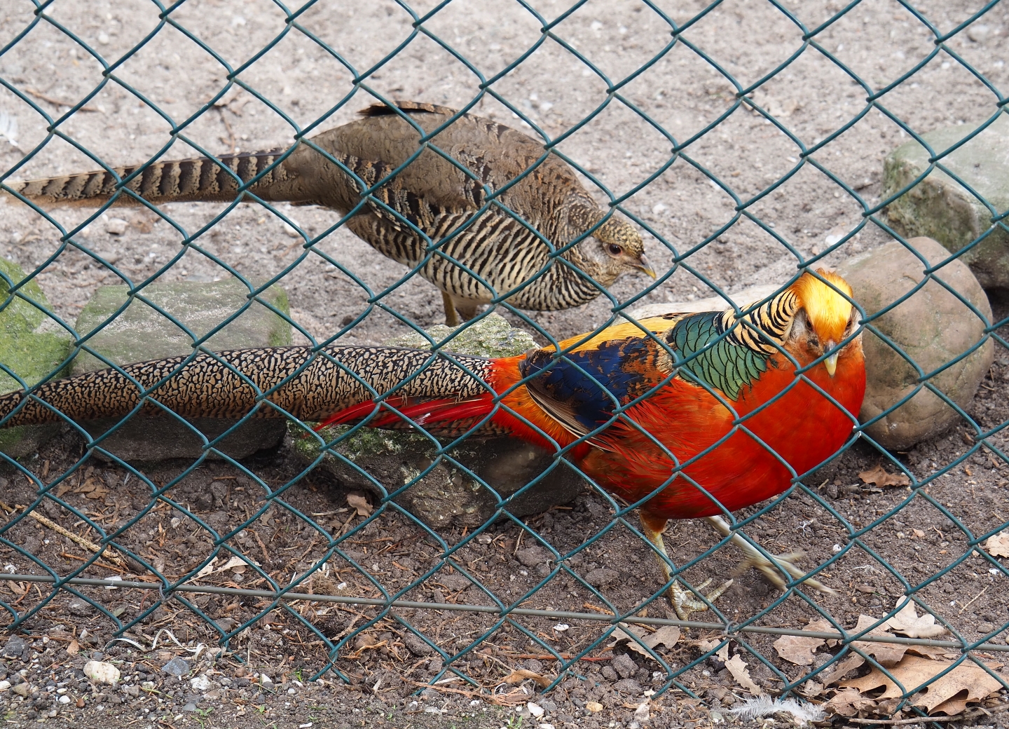 Golden pheasant pair (Chrysolophus pictus), 2019-04-06