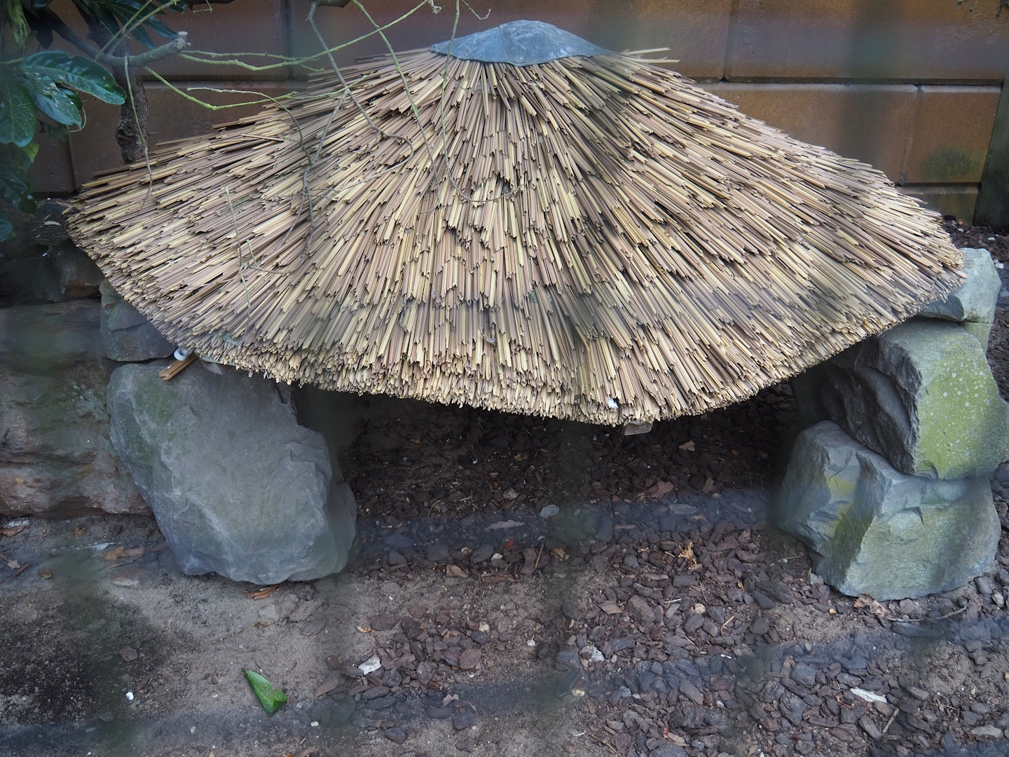 Golden pheasant shelter, 2023-08-17