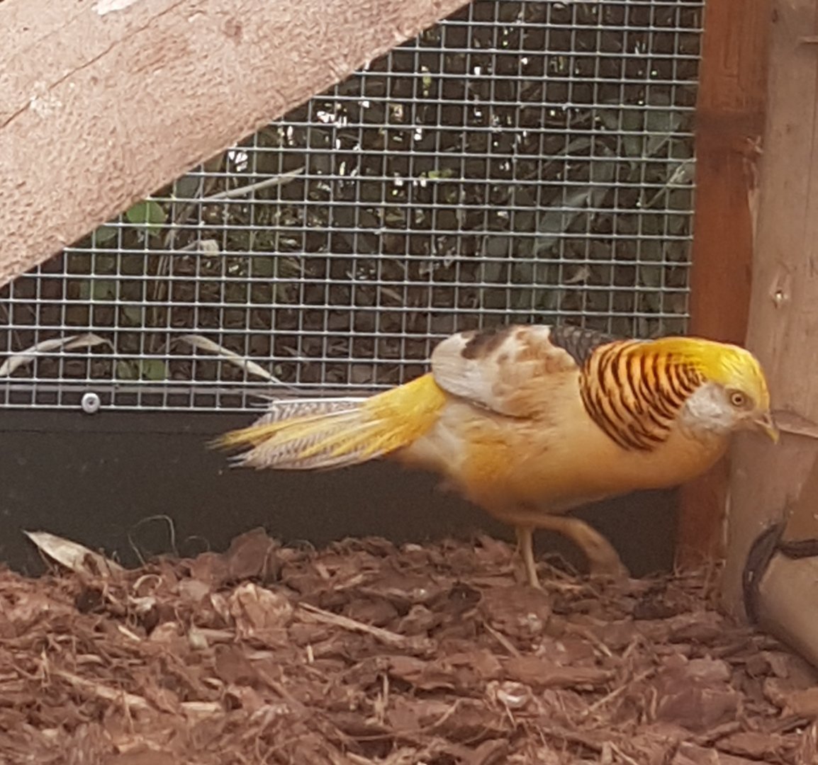 Golden pheasant - Yellow mutation