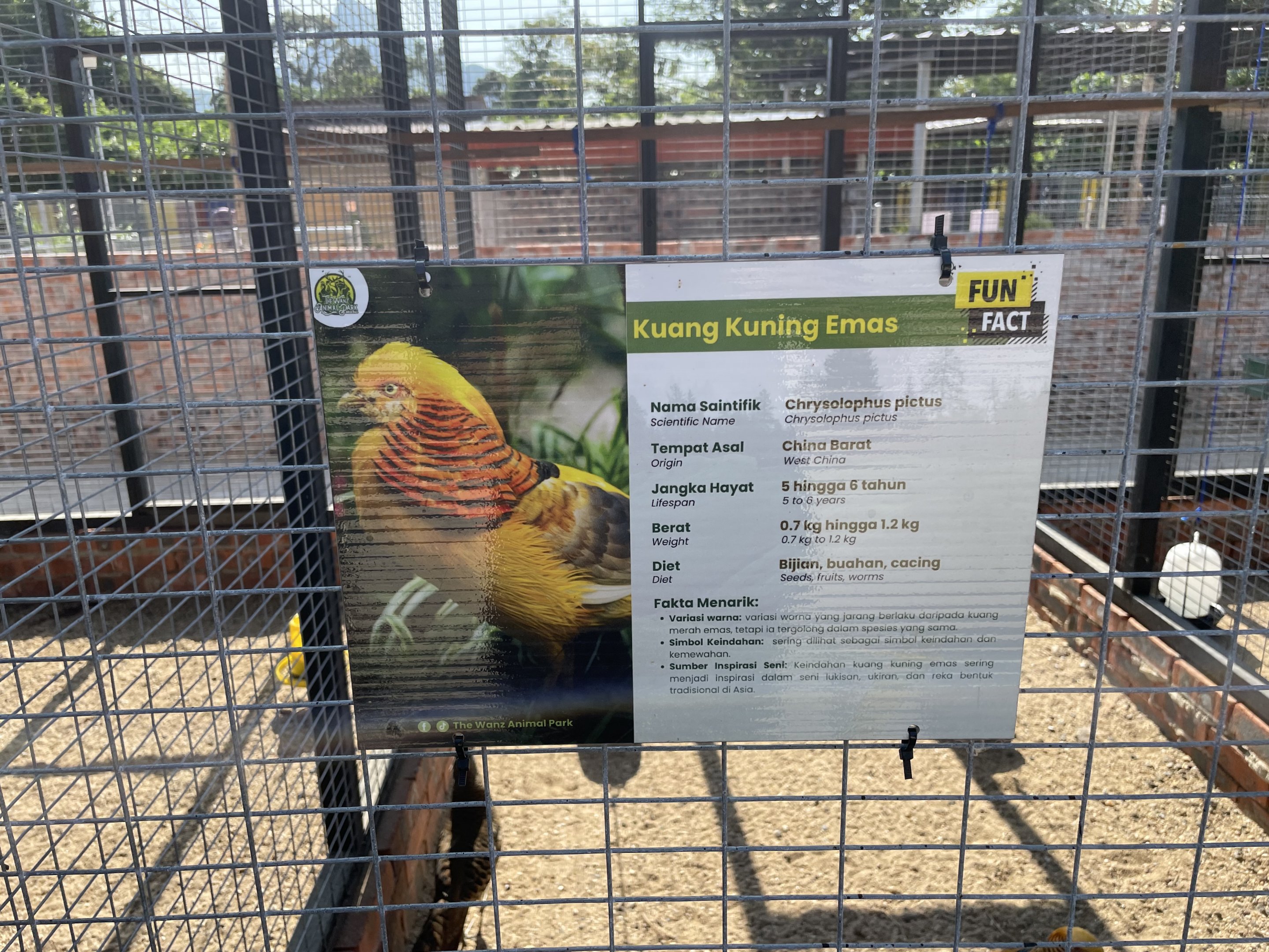 Golden Pheasant (Yellow)
