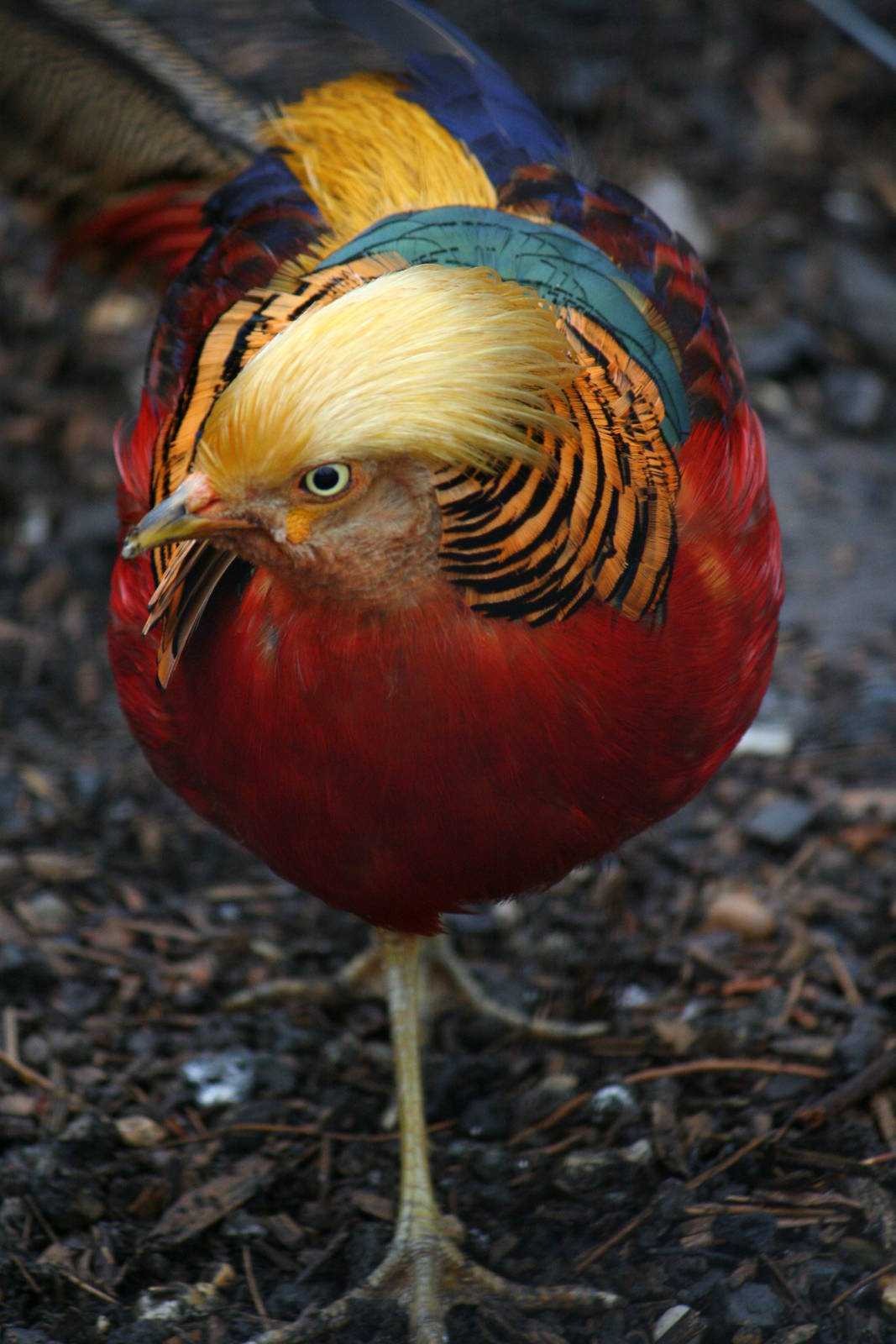 Golden pheasant