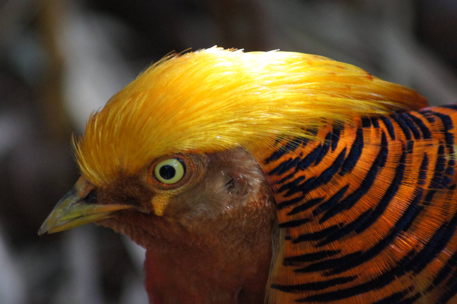 Golden Pheasant