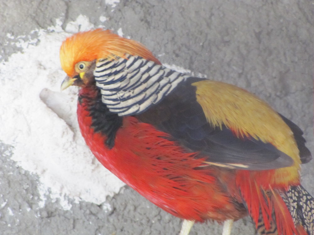Golden Pheasant