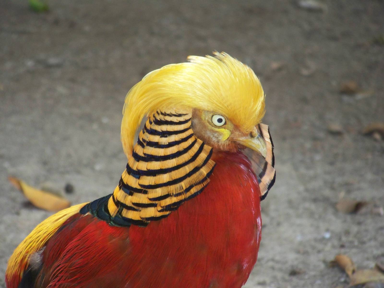 Golden Pheasant