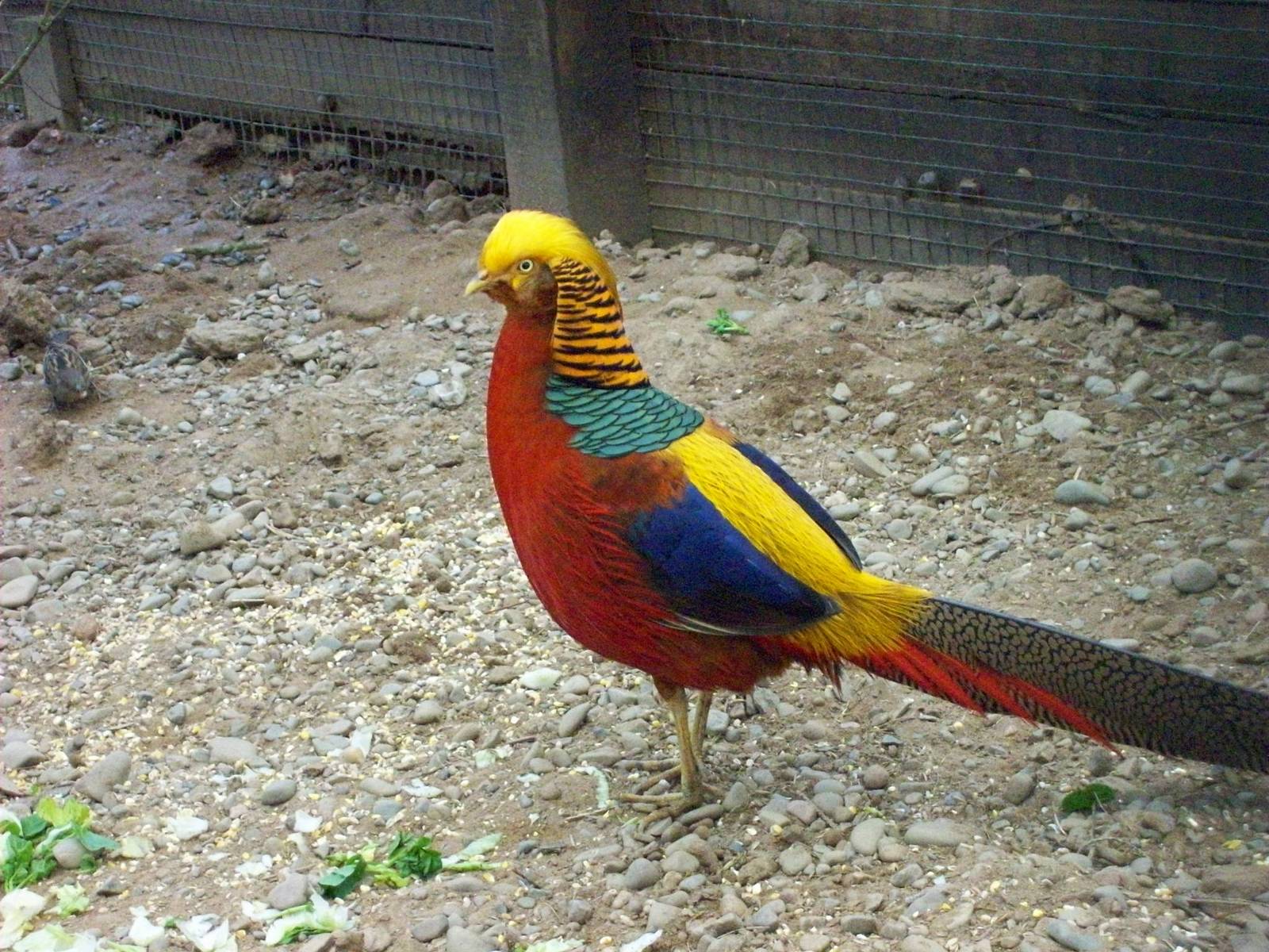 golden pheasant
