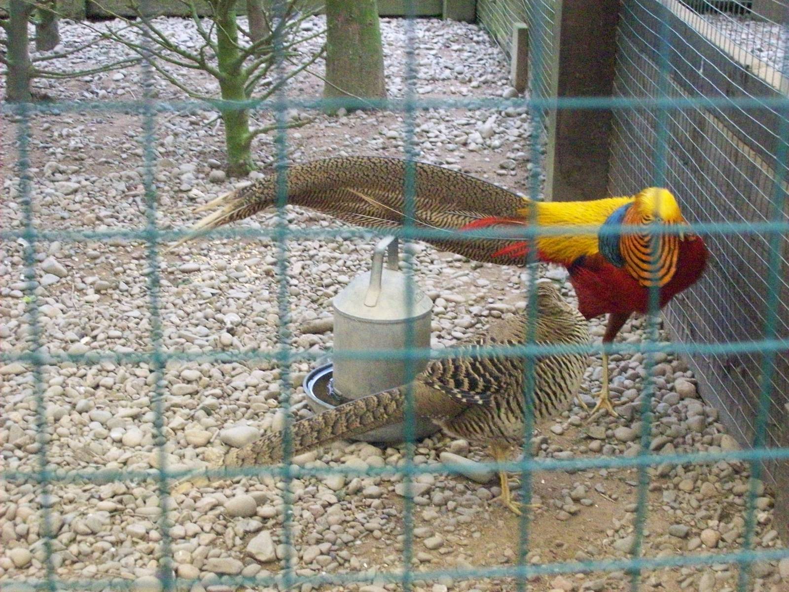 golden pheasant