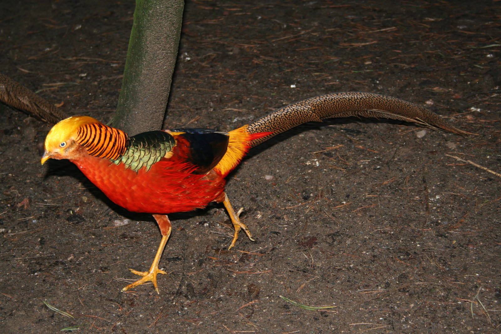 Golden pheasant