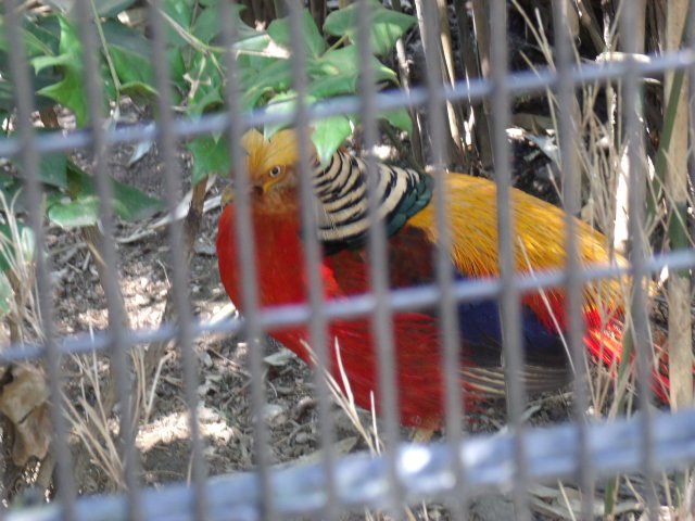 Golden Pheasant