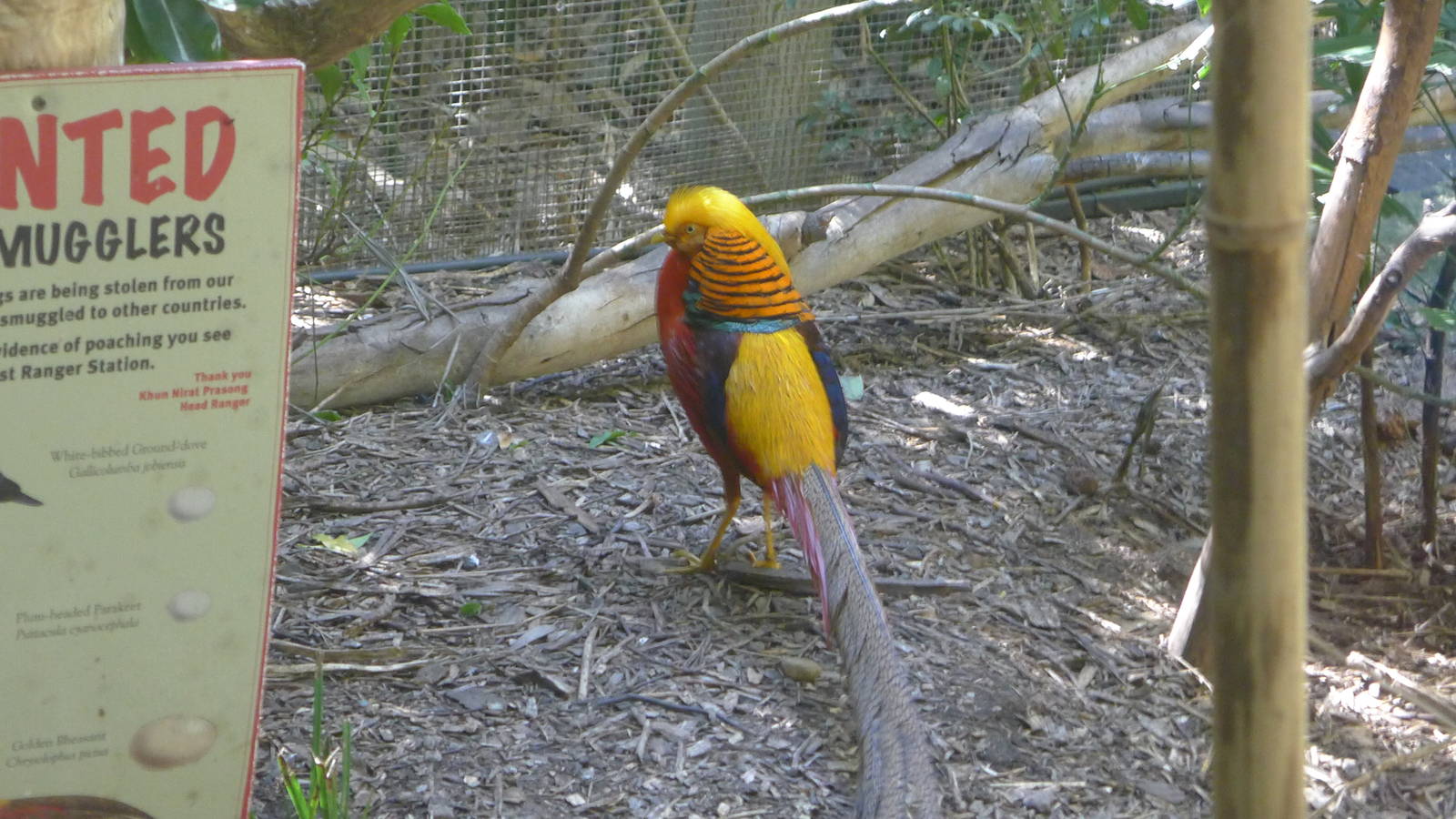 Golden Pheasant