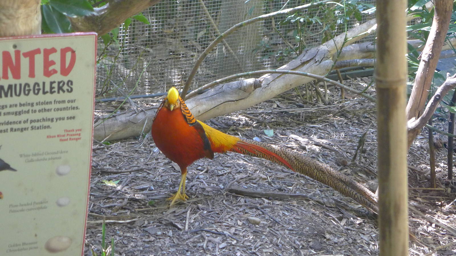 Golden Pheasant
