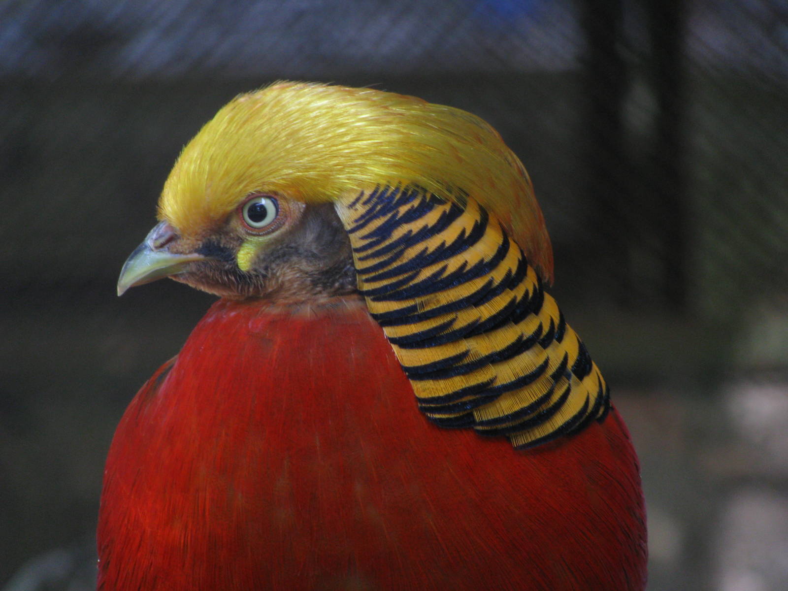 Golden pheasant