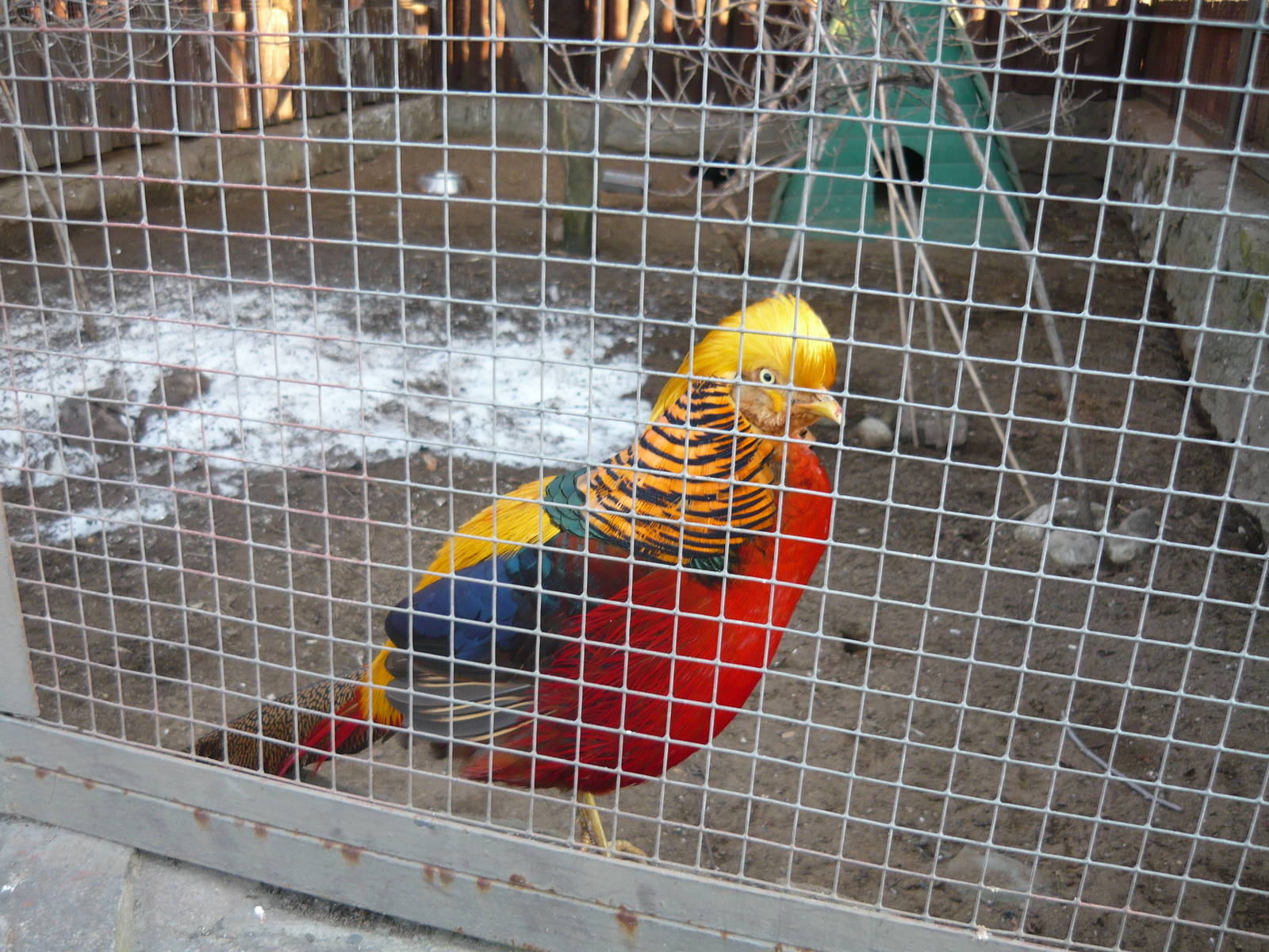 Golden pheasant