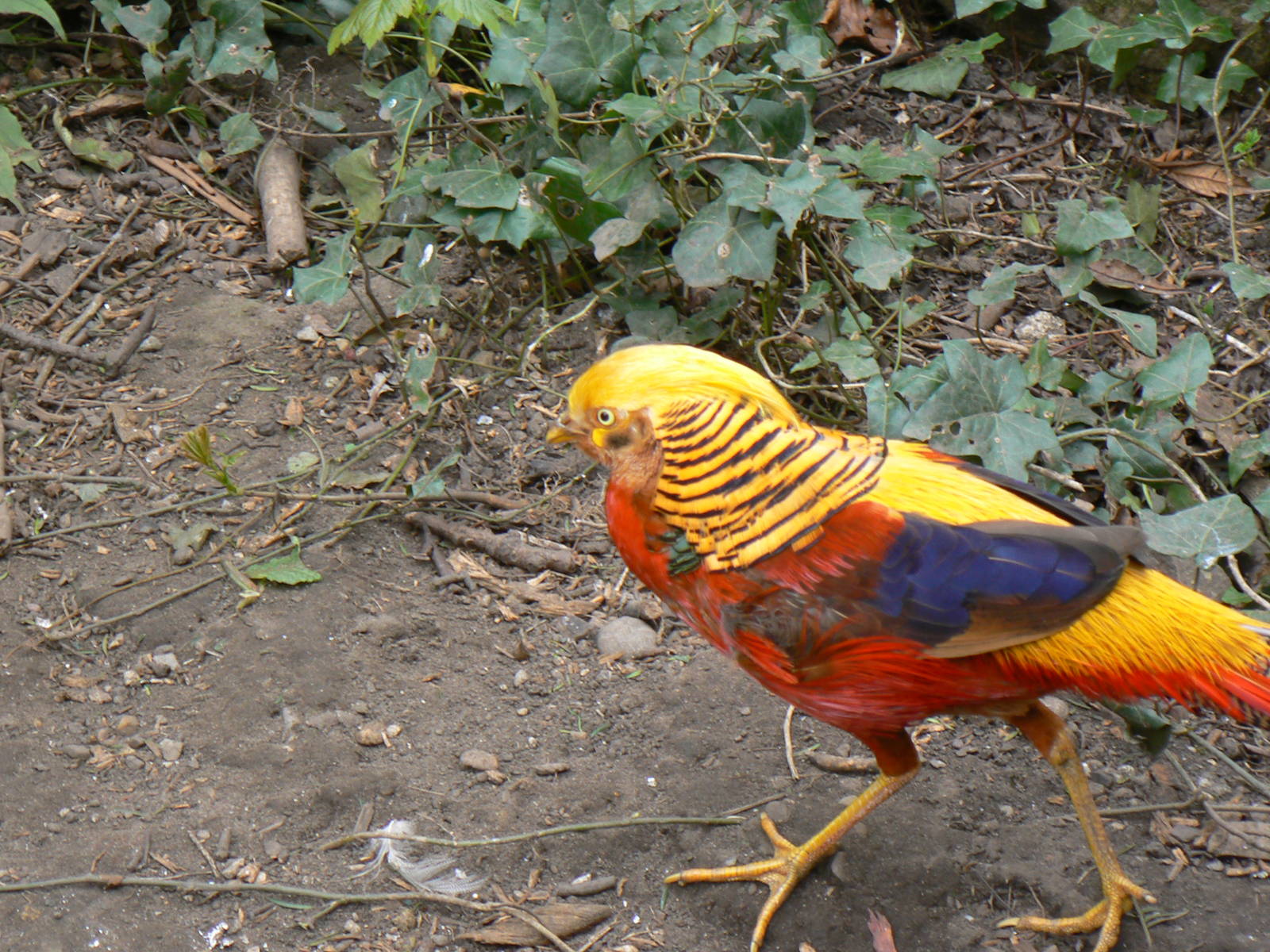 Golden Pheasant
