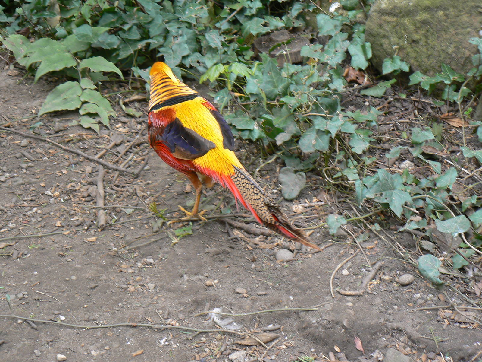 Golden Pheasant
