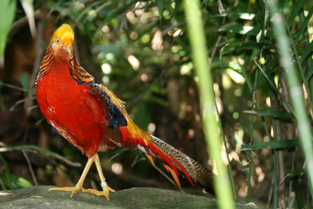 Golden Pheasant