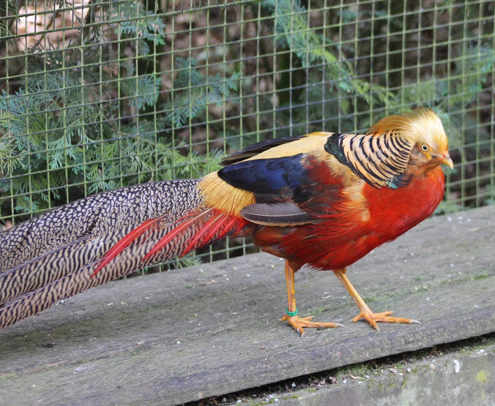 Golden pheasant