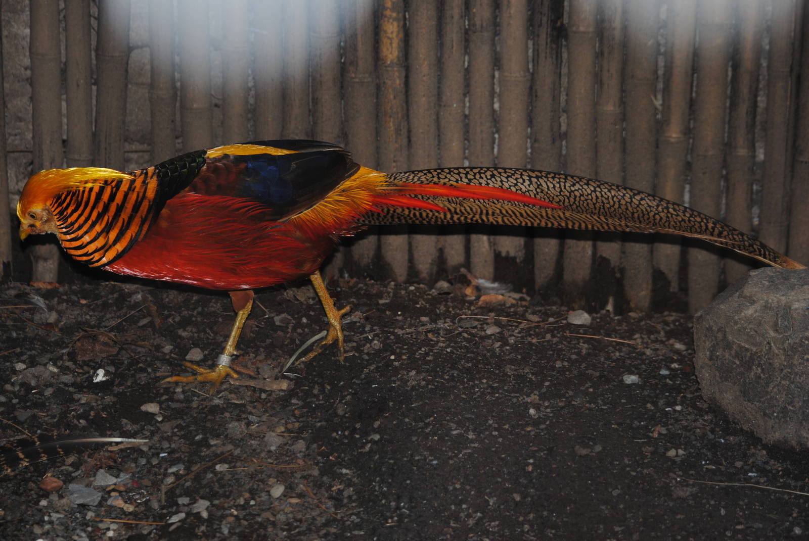 Golden Pheasant