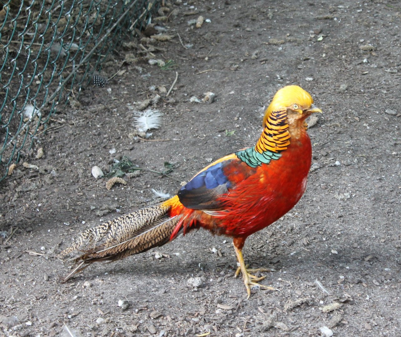Golden pheasant