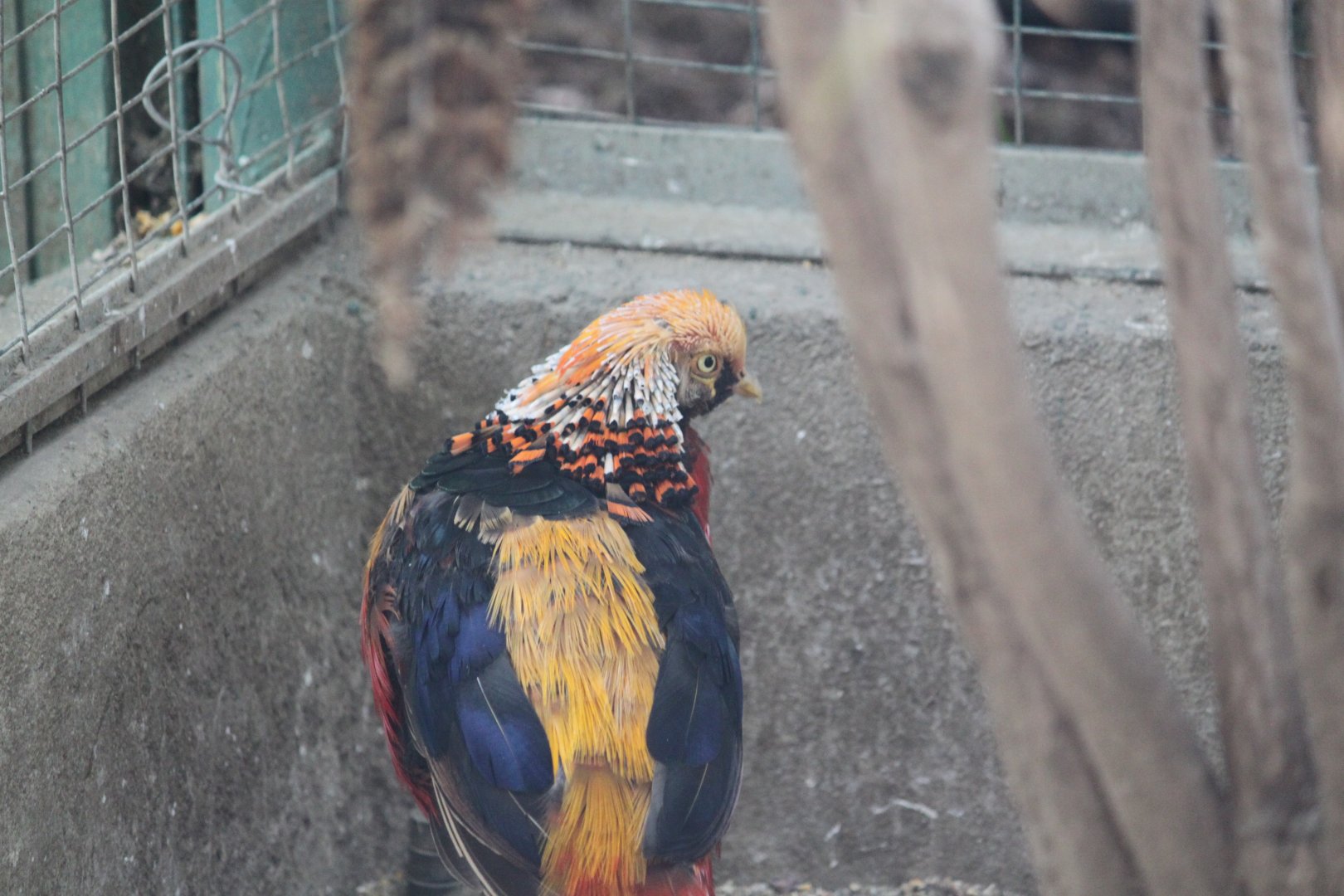 Golden pheasant