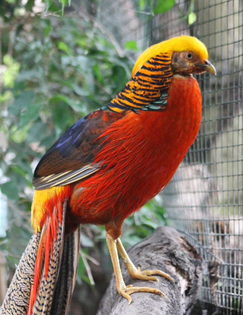 Golden pheasant