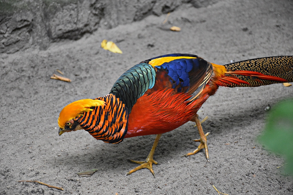 Golden pheasant