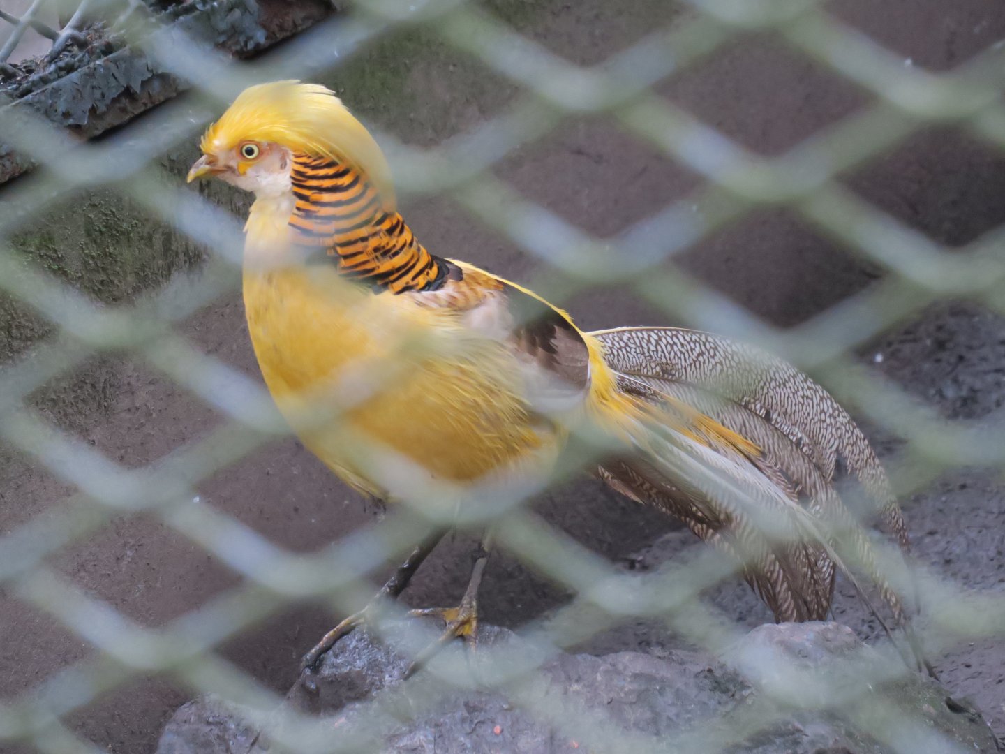 golden pheasant