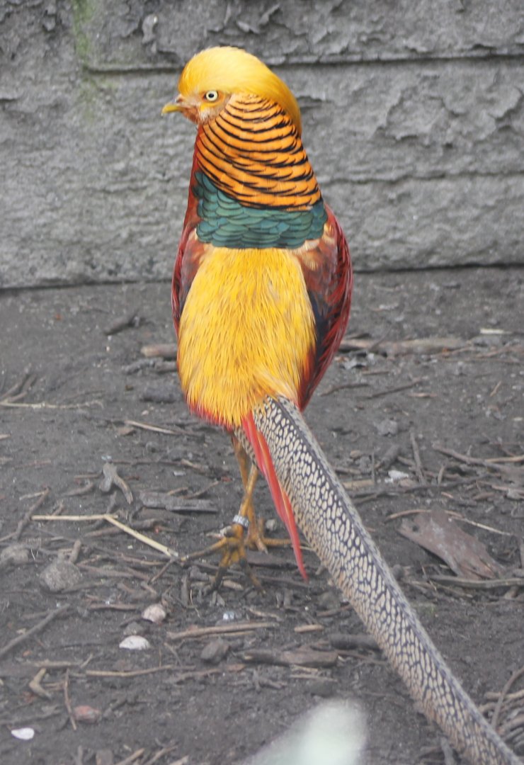 Golden pheasant