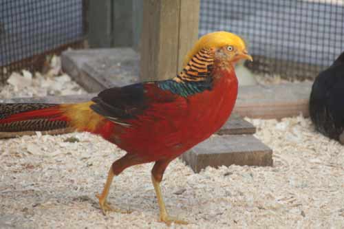 Golden Pheasant