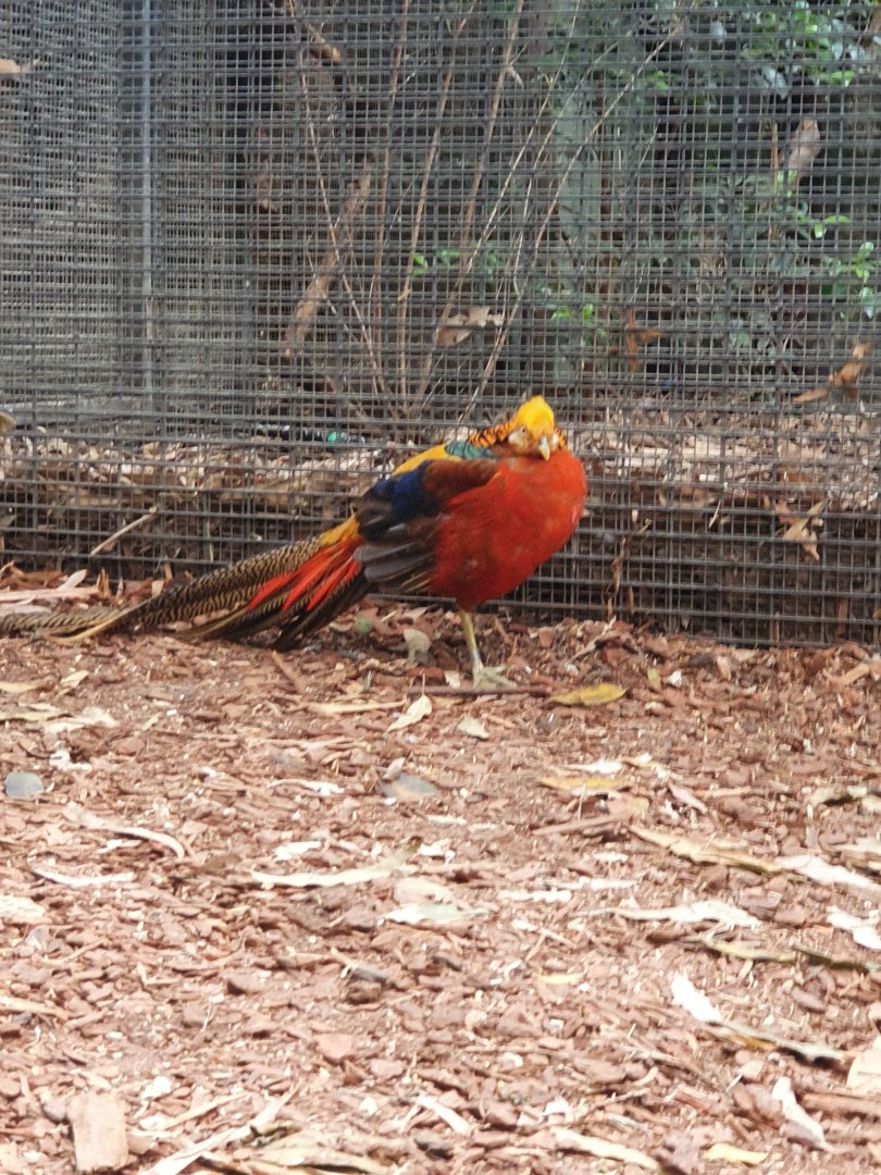 Golden Pheasant