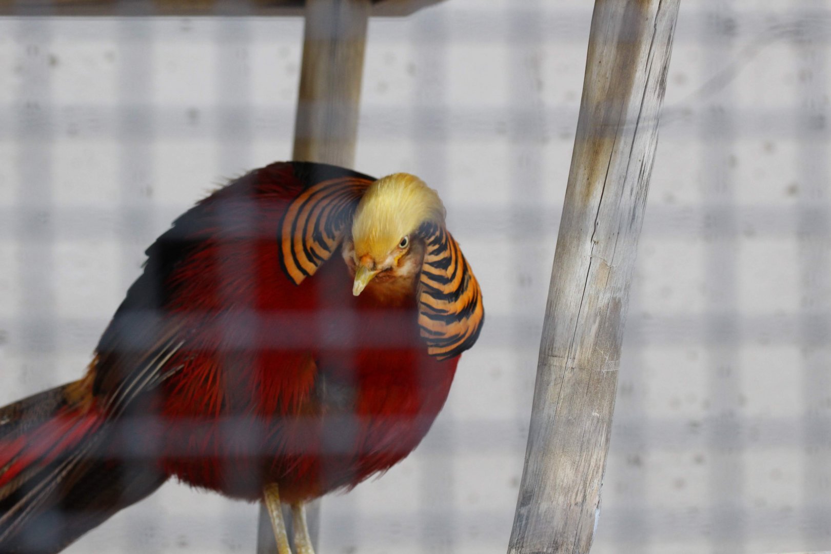 Golden Pheasant