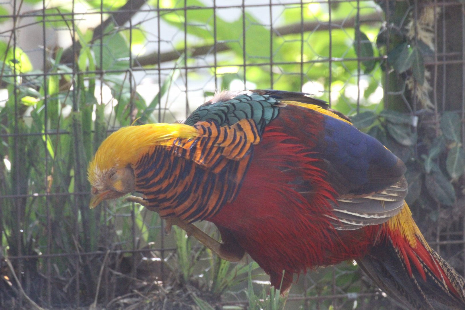 Golden Pheasant