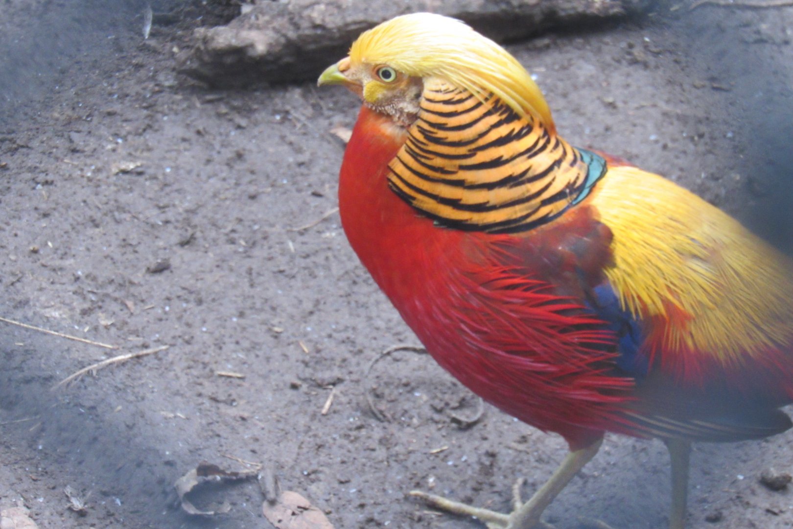 golden pheasant