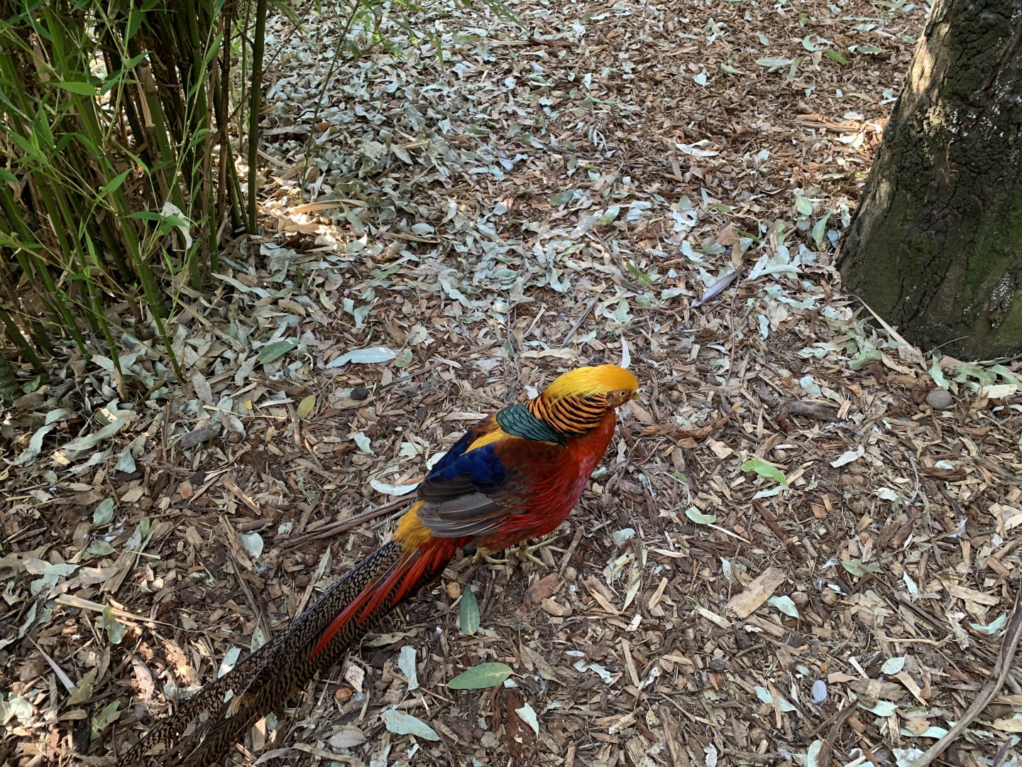 Golden Pheasant