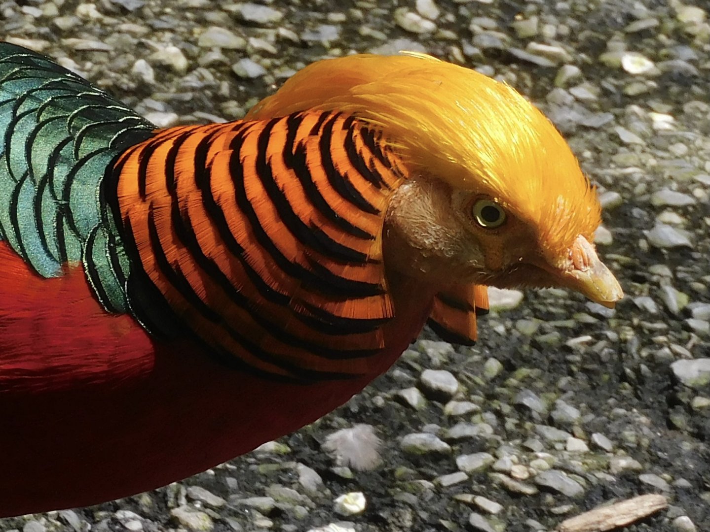 Golden pheasant